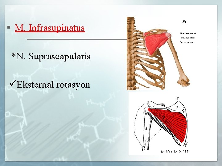 § M. Infrasupinatus *N. Suprascapularis Eksternal rotasyon 