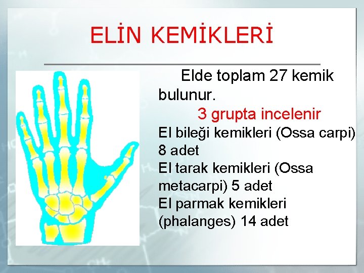 ELİN KEMİKLERİ Elde toplam 27 kemik bulunur. 3 grupta incelenir El bileği kemikleri (Ossa