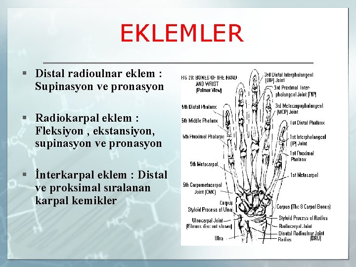 EKLEMLER § Distal radioulnar eklem : Supinasyon ve pronasyon § Radiokarpal eklem : Fleksiyon