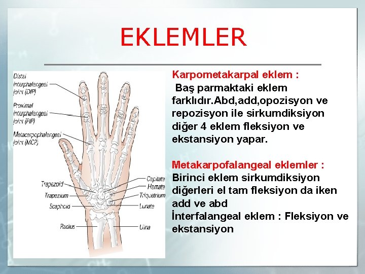 EKLEMLER Karpometakarpal eklem : Baş parmaktaki eklem farklıdır. Abd, add, opozisyon ve repozisyon ile