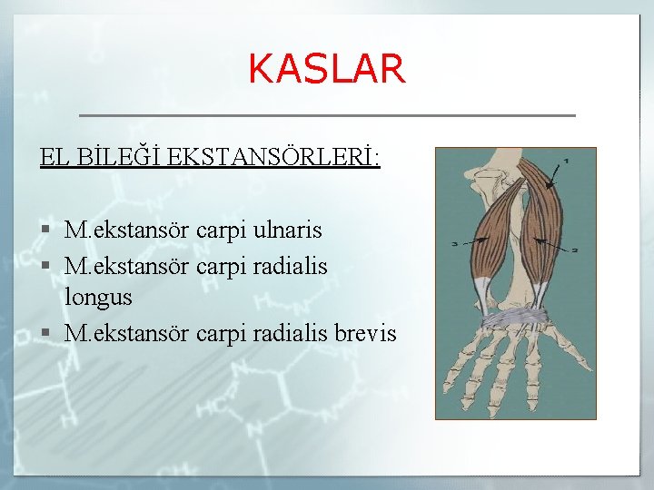 KASLAR EL BİLEĞİ EKSTANSÖRLERİ: § M. ekstansör carpi ulnaris § M. ekstansör carpi radialis