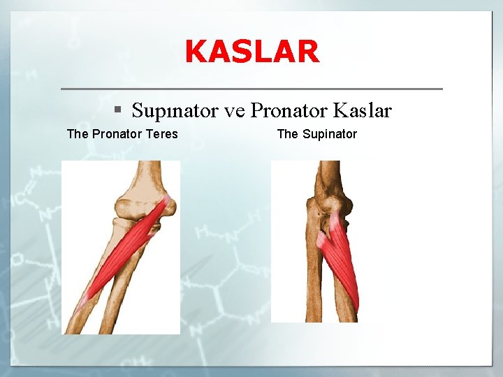 KASLAR § Supınator ve Pronator Kaslar The Pronator Teres The Supinator 