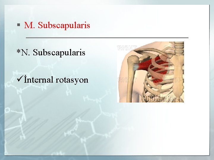 § M. Subscapularis *N. Subscapularis İnternal rotasyon 