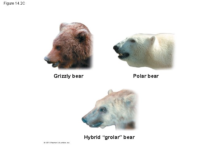 Figure 14. 2 C Grizzly bear Polar bear Hybrid “grolar” bear 