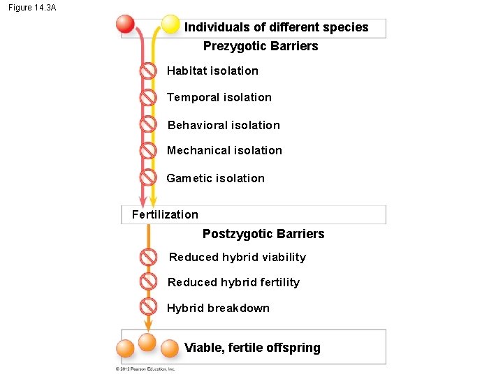 Figure 14. 3 A Individuals of different species Prezygotic Barriers Habitat isolation Temporal isolation