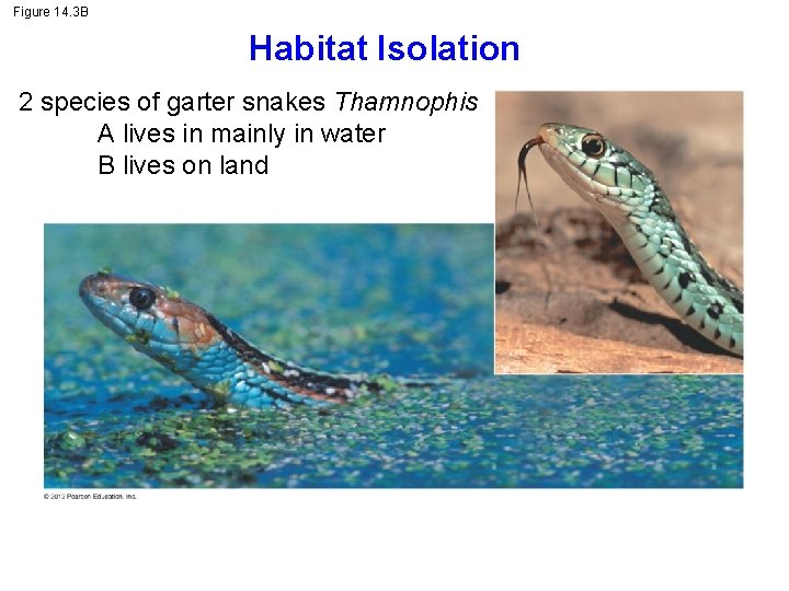Figure 14. 3 B Habitat Isolation 2 species of garter snakes Thamnophis A lives