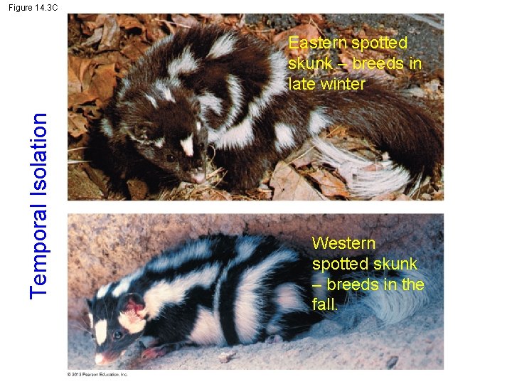 Figure 14. 3 C Temporal Isolation Eastern spotted skunk – breeds in late winter