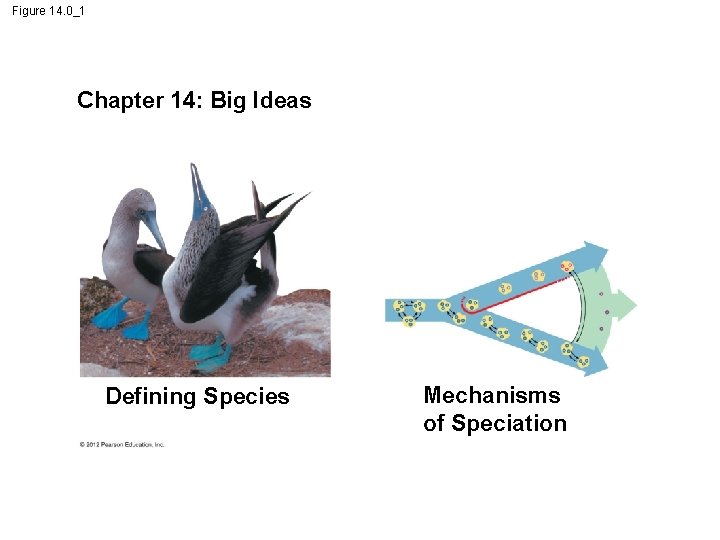 Figure 14. 0_1 Chapter 14: Big Ideas Defining Species Mechanisms of Speciation 