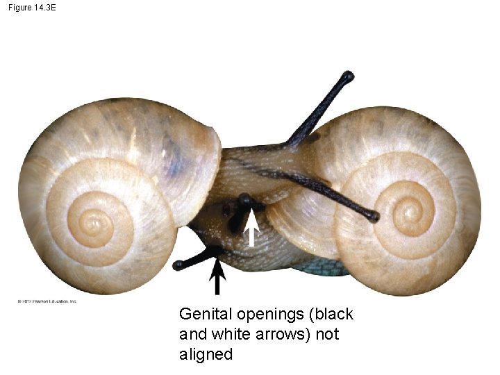 Figure 14. 3 E Genital openings (black and white arrows) not aligned 