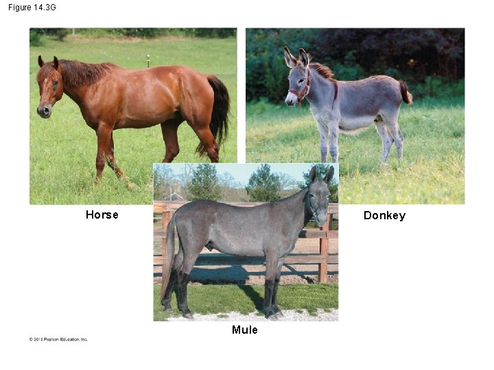 Figure 14. 3 G Horse Donkey Mule 