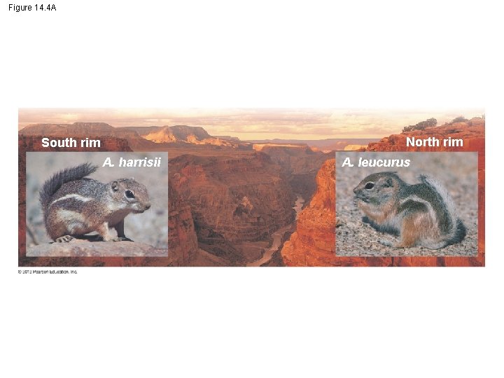 Figure 14. 4 A North rim South rim A. harrisii A. leucurus 