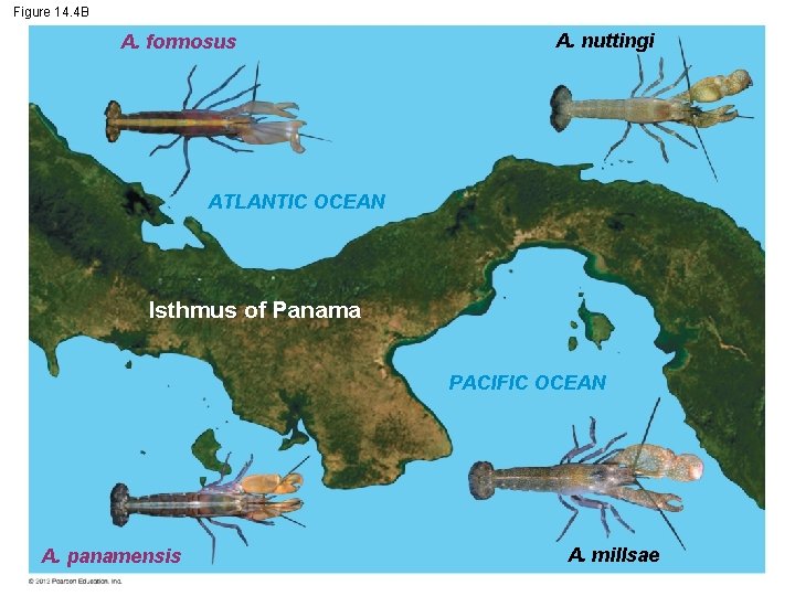 Figure 14. 4 B A. formosus A. nuttingi ATLANTIC OCEAN Isthmus of Panama PACIFIC