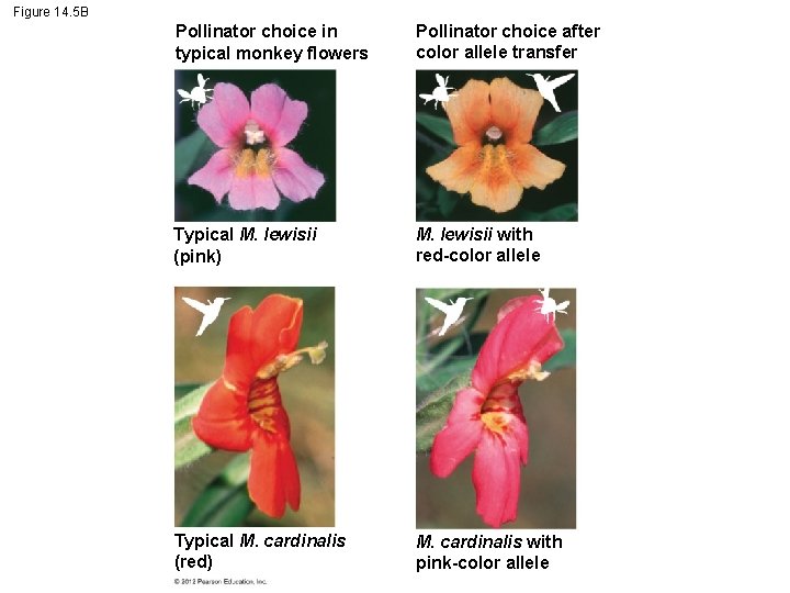 Figure 14. 5 B Pollinator choice in typical monkey flowers Pollinator choice after color