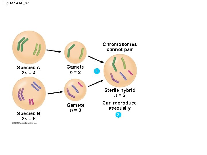 Figure 14. 6 B_s 2 Chromosomes cannot pair Species A 2 n = 4