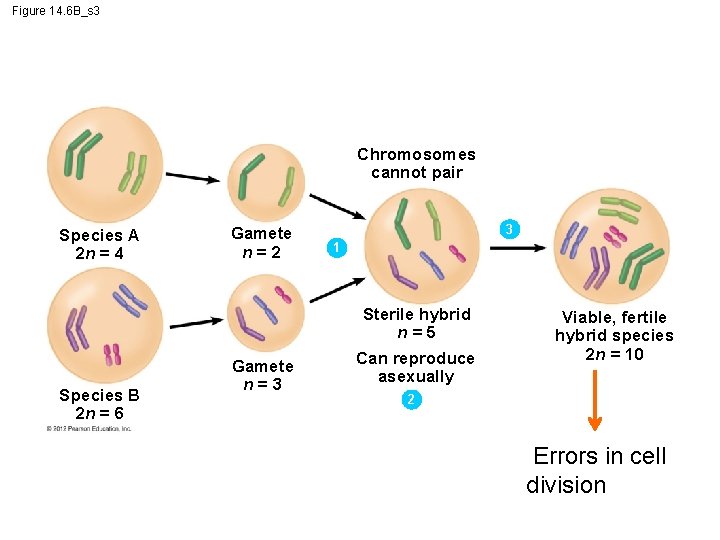 Figure 14. 6 B_s 3 Chromosomes cannot pair Species A 2 n = 4