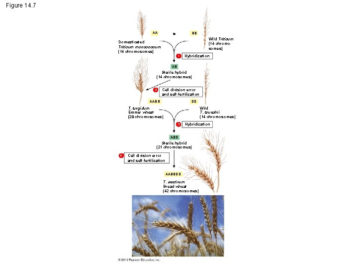 Figure 14. 7 AA BB Wild Triticum (14 chromosomes) Domesticated Triticum monococcum (14 chromosomes)