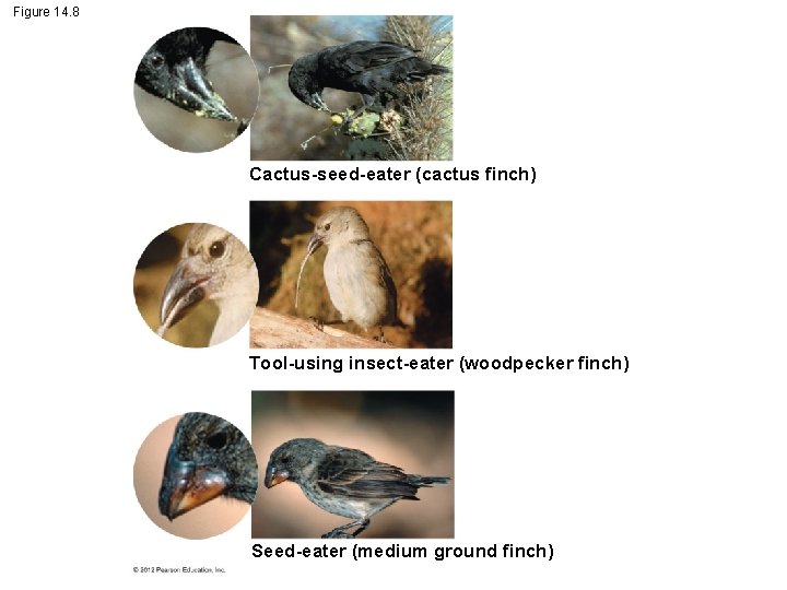 Figure 14. 8 Cactus-seed-eater (cactus finch) Tool-using insect-eater (woodpecker finch) Seed-eater (medium ground finch)