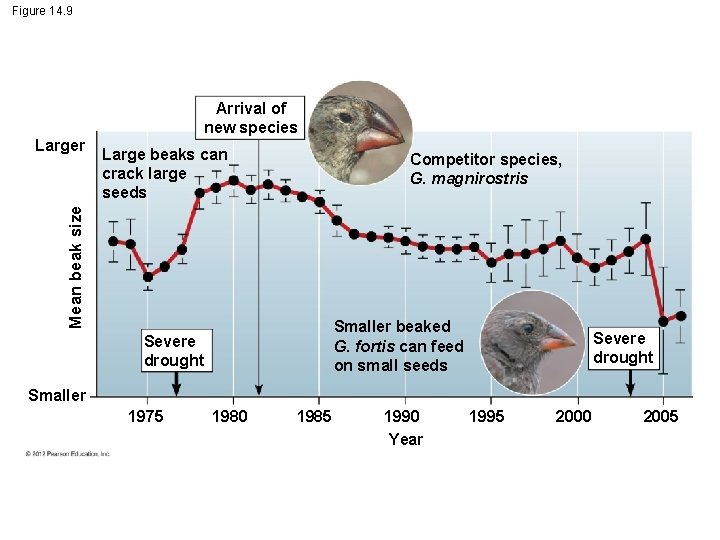 Figure 14. 9 Large beaks can crack large seeds Competitor species, G. magnirostris Mean