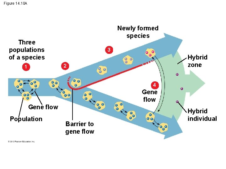 Figure 14. 10 A Newly formed species Three populations of a species 3 Hybrid