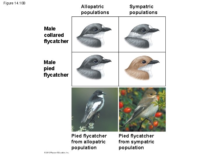 Figure 14. 10 B Allopatric populations Sympatric populations Male collared flycatcher Male pied flycatcher