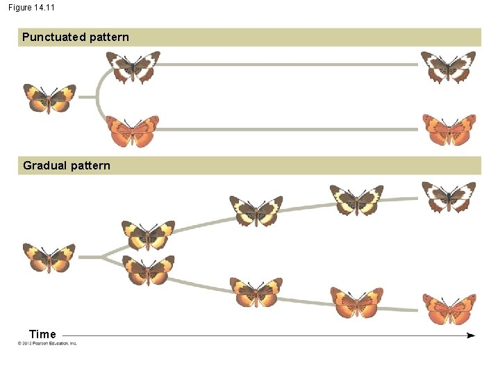 Figure 14. 11 Punctuated pattern Gradual pattern Time 