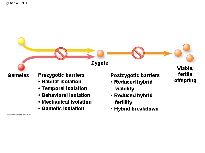 Figure 14. UN 01 Zygote Gametes Prezygotic barriers • Habitat isolation • Temporal isolation