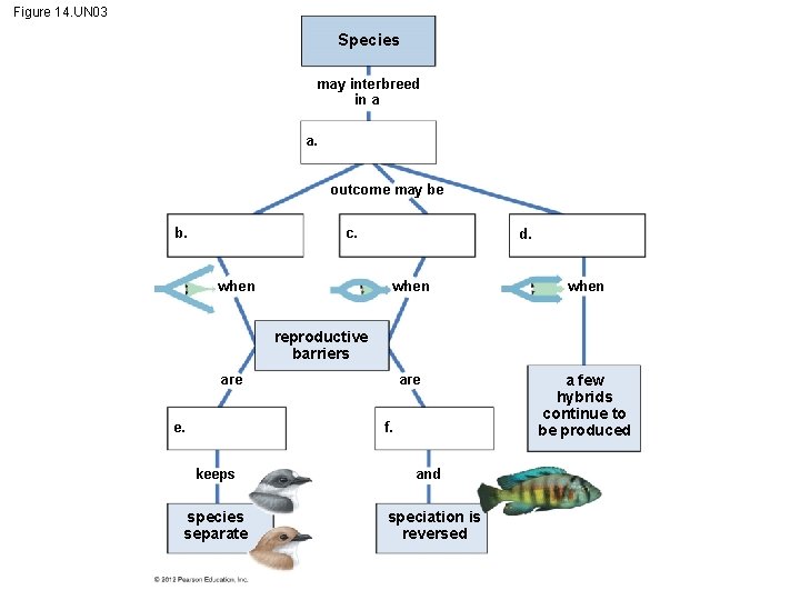 Figure 14. UN 03 Species may interbreed in a a. outcome may be b.