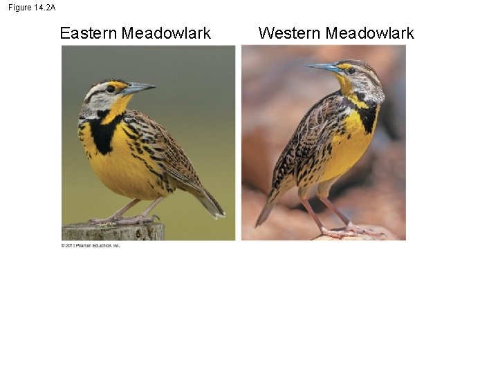 Figure 14. 2 A Eastern Meadowlark Western Meadowlark 