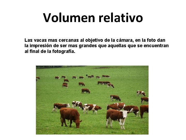 Volumen relativo Las vacas mas cercanas al objetivo de la cámara, en la foto