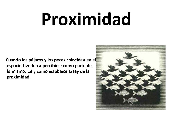 Proximidad Cuando los pájaros y los peces coinciden en el espacio tienden a percibirse