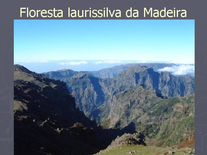 Floresta laurissilva da Madeira 