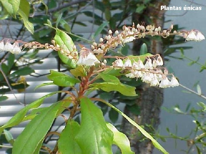 Plantas únicas 