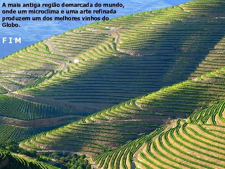 A mais antiga região demarcada do mundo, onde um microclima e uma arte refinada