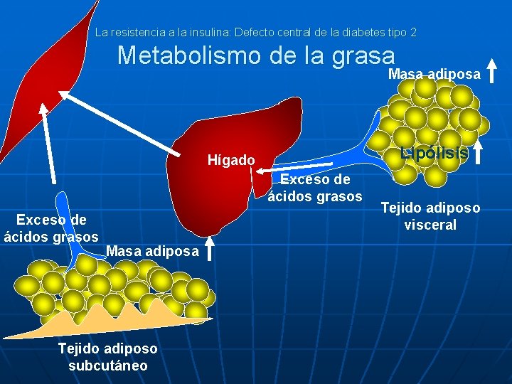 La resistencia a la insulina: Defecto central de la diabetes tipo 2 Metabolismo de
