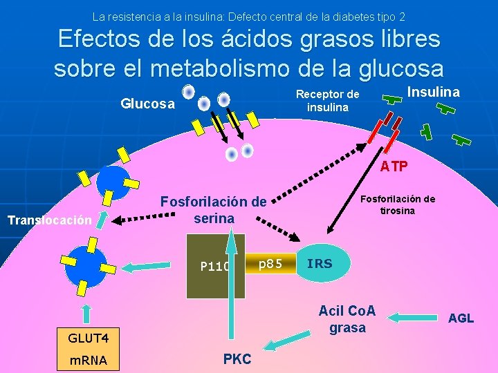 La resistencia a la insulina: Defecto central de la diabetes tipo 2 Efectos de