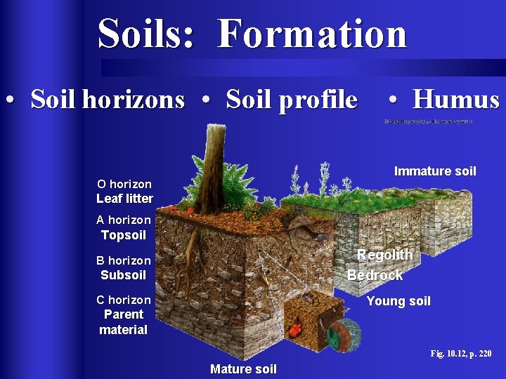 Soils: Formation • Soil horizons • Soil profile • Humus Immature soil O horizon