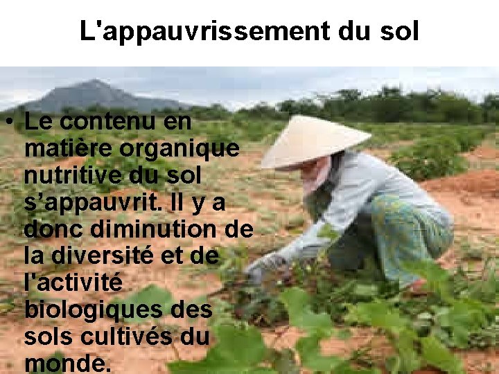 L'appauvrissement du sol • Le contenu en matière organique nutritive du sol s’appauvrit. Il