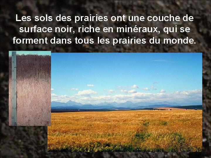 Les sols des prairies ont une couche de surface noir, riche en minéraux, qui