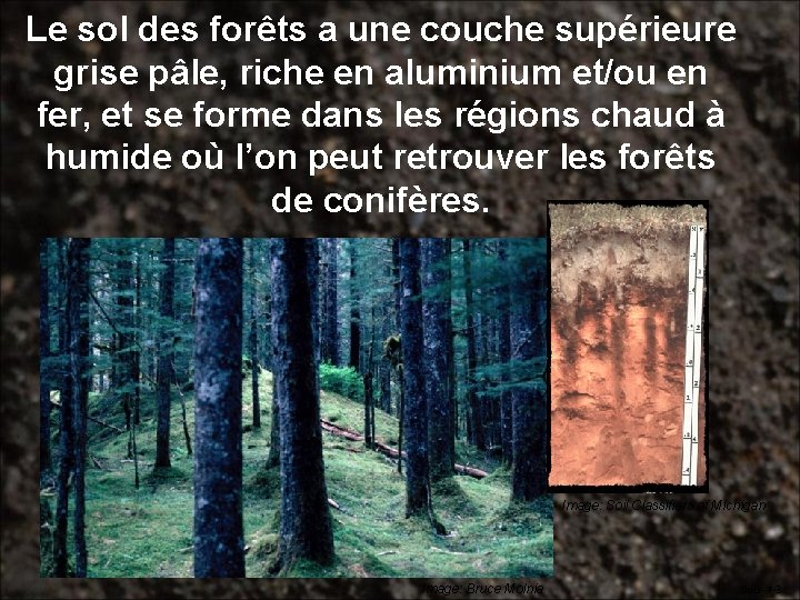 Le sol des forêts a une couche supérieure grise pâle, riche en aluminium et/ou