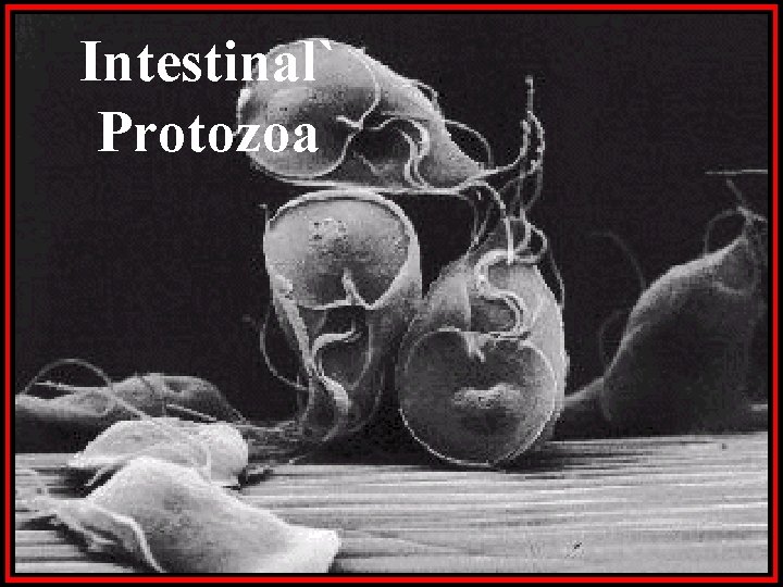 Intestinal` Protozoa 