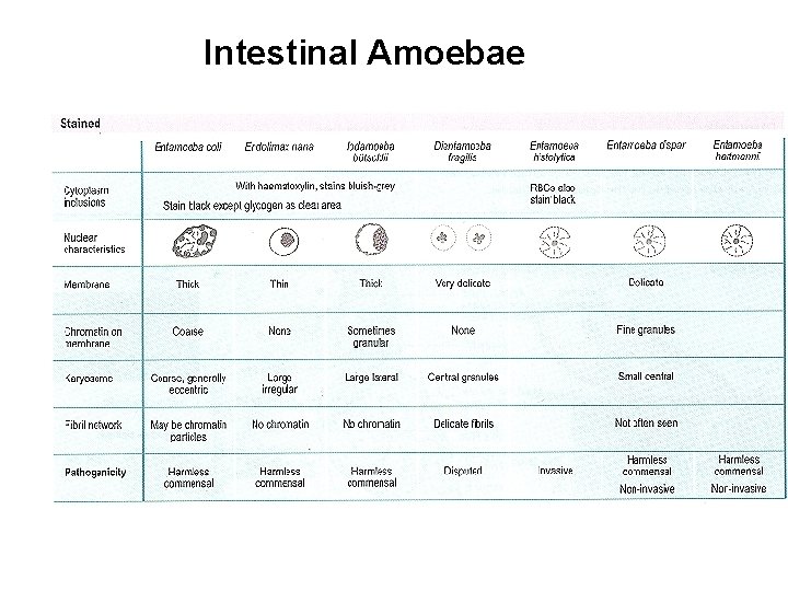 Intestinal Amoebae 