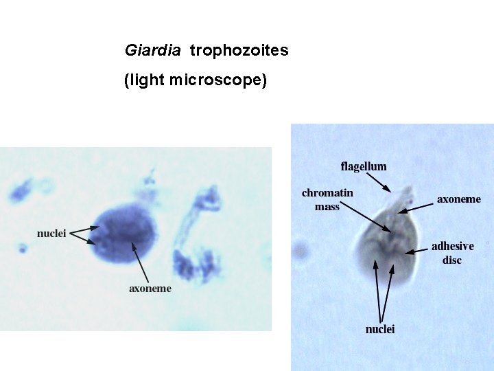 Giardia trophozoites (light microscope) 