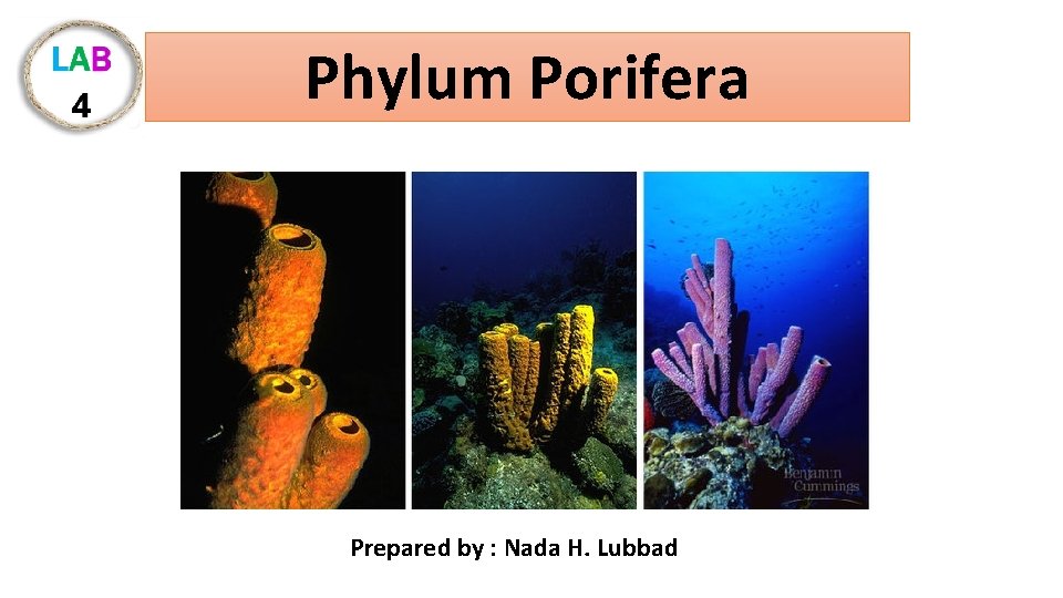Phylum Porifera Prepared by : Nada H. Lubbad 