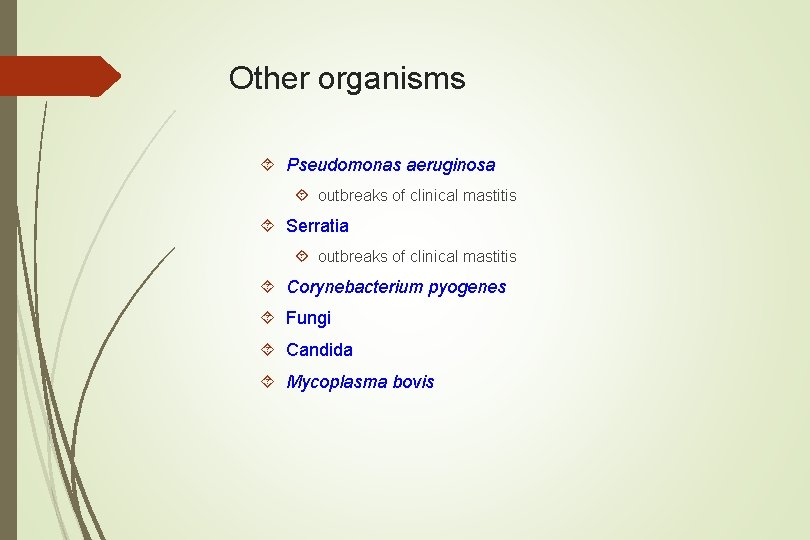Other organisms Pseudomonas aeruginosa outbreaks of clinical mastitis Serratia outbreaks of clinical mastitis Corynebacterium