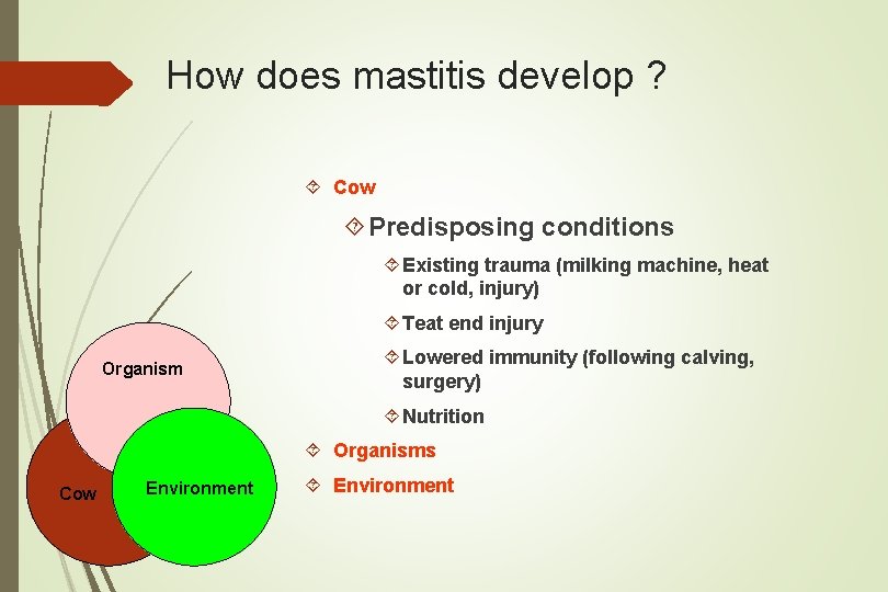 How does mastitis develop ? Cow Predisposing conditions Existing trauma (milking machine, heat or