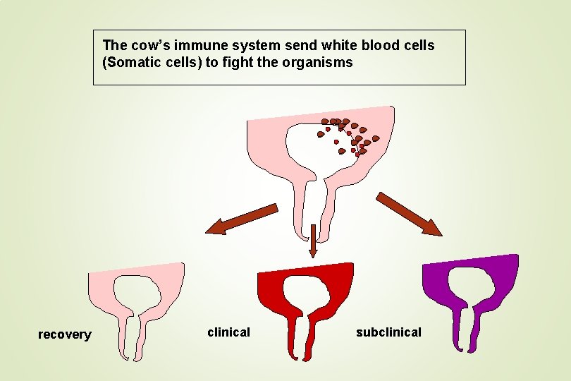 The cow’s immune system send white blood cells (Somatic cells) to fight the organisms