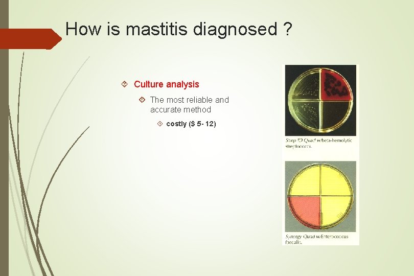 How is mastitis diagnosed ? Culture analysis The most reliable and accurate method costly