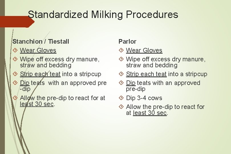 Standardized Milking Procedures Stanchion / Tiestall Wear Gloves Wipe off excess dry manure, straw