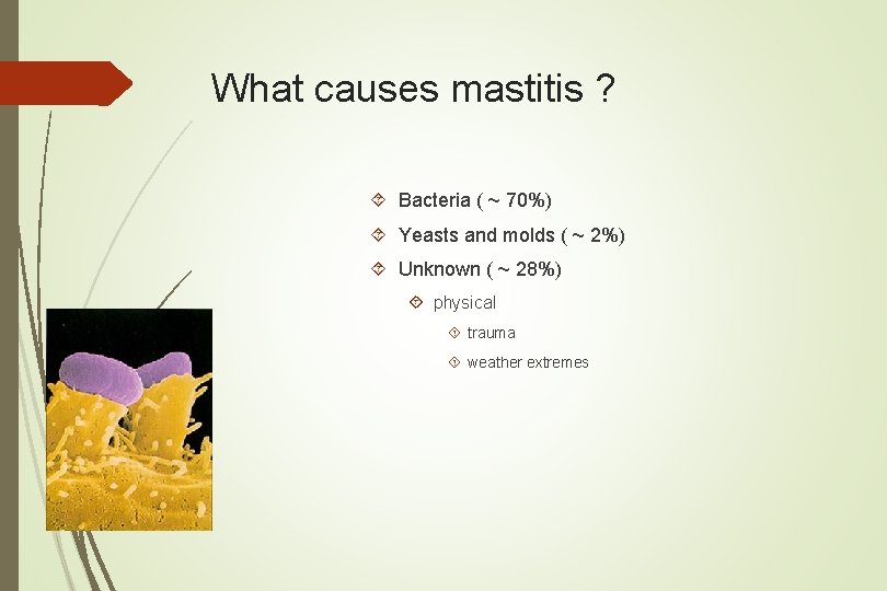What causes mastitis ? Bacteria ( ~ 70%) Yeasts and molds ( ~ 2%)