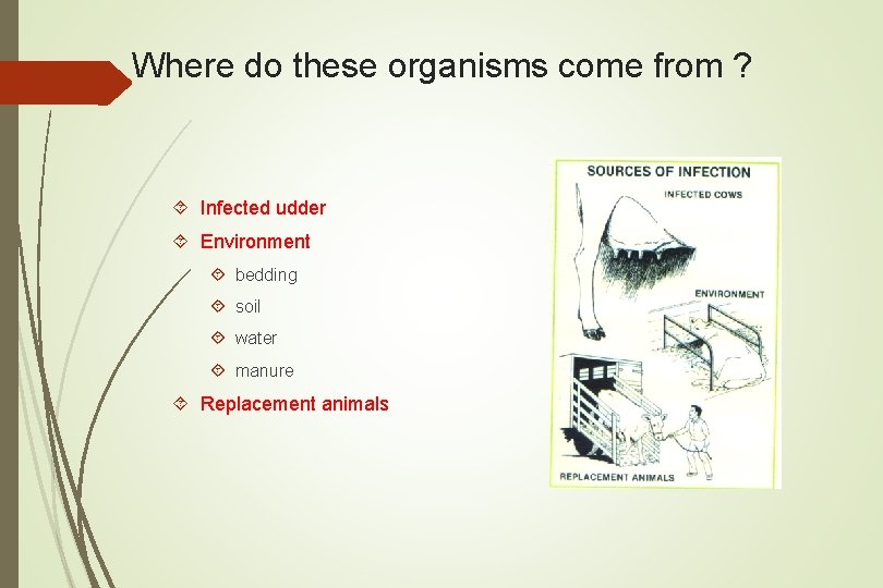 Where do these organisms come from ? Infected udder Environment bedding soil water manure